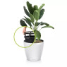 Lechuza Classico Color LS
