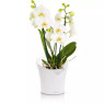 Lechuza Orchidea