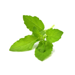 Click and Grow картридж Базилик Тулси