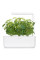 Сменный картридж Click and Grow Базилик Тулси