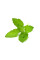 Сменный картридж Click and Grow Базилик Тулси