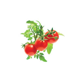 Картридж Click & Grow помідори черрі