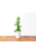 Click and Grow Ялина картридж
