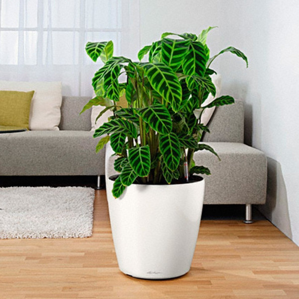 Вазон Lechuza Classico Color 60 Білий, All-in-One