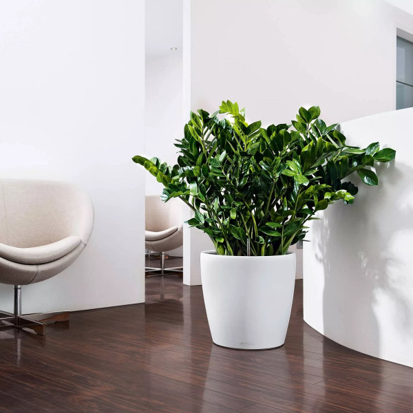 Вазон Lechuza Classico Color 60 Білий, All-in-One