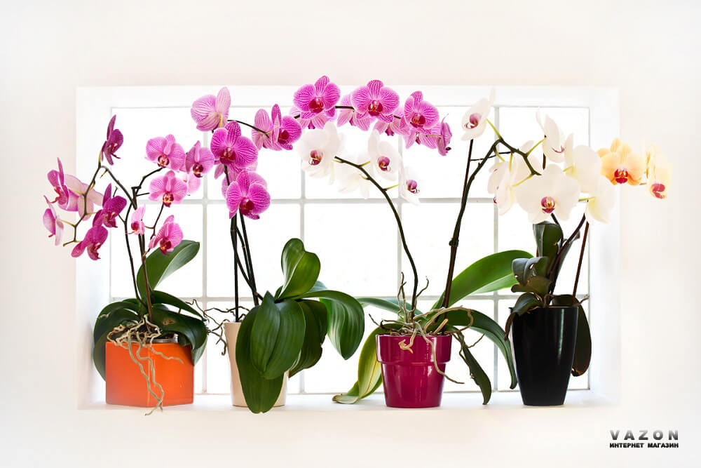 Пластикові вазони для орхідей